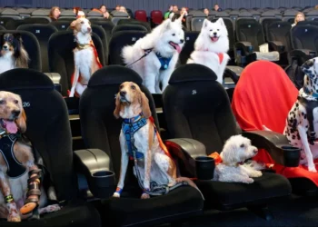 Dogs no cinema;