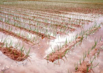 Ministério, da Agricultura, Programa, Emergencial de Reconstrução, agro, do RS