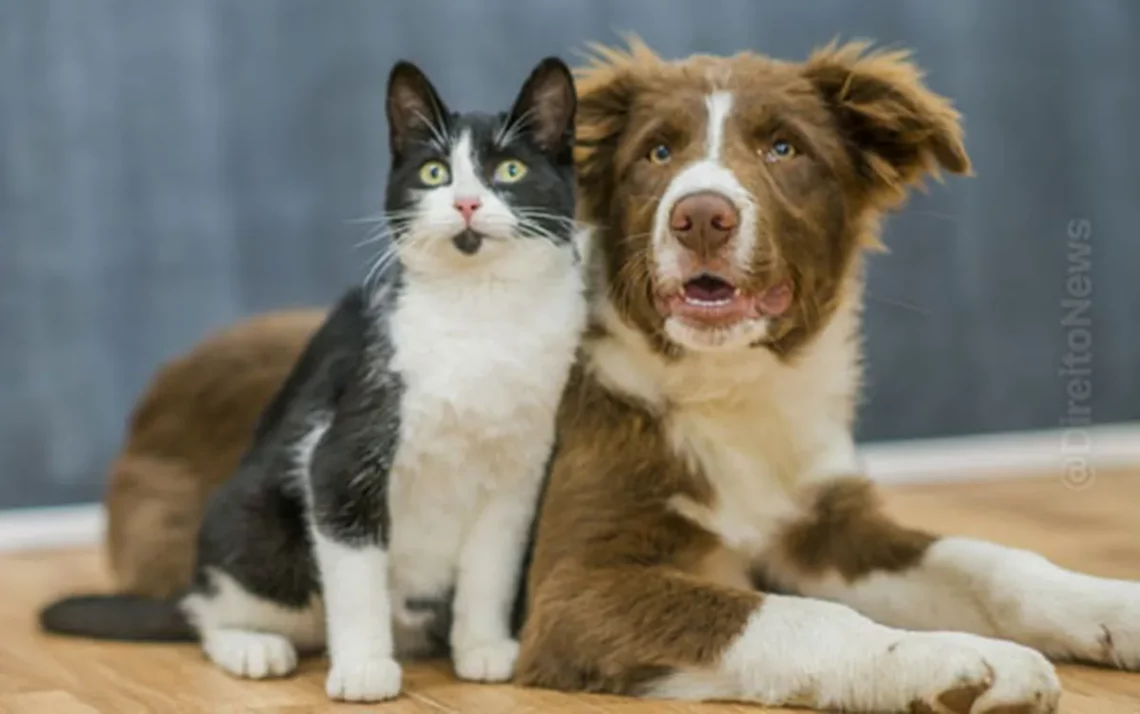 Lei Animais de Estimação, Proposta Lei Animais de Estimação;