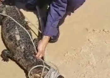 pequeno jacaré, pequeno caiman;