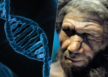 ancestrais, Neandertais;