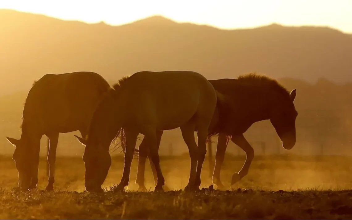 equinos, animais, de trabalho, linhagem, equina;