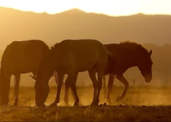 equinos, animais, de trabalho, linhagem, equina;