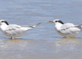 influenza, aves, imunização, contra gripe, aves, vacina, contra influenza, aves;