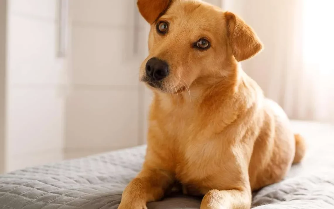 intoxicação, herbicida, cães;