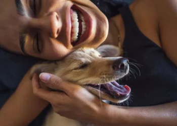 animais, de estimação;