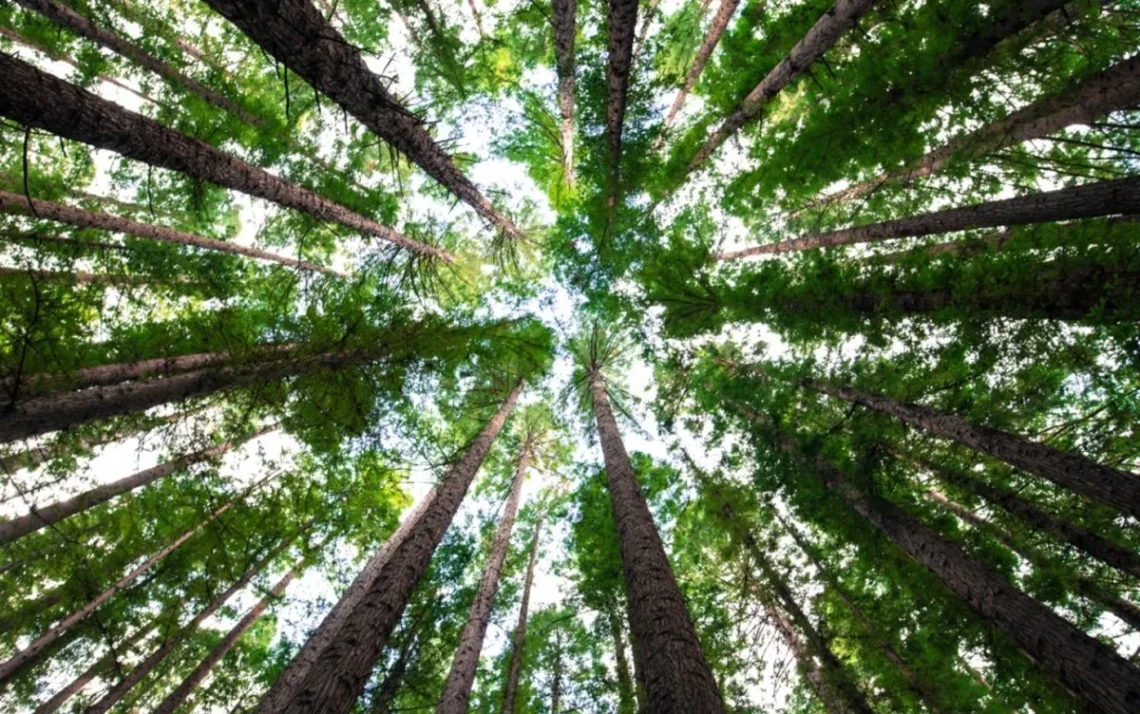 restaurar, florestas, plantio, árvores, recuperação, ambiental;