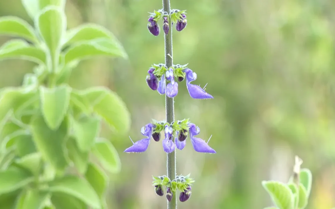 Farmacopeia, Mari’ká, Farmácia de Plantas Medicinais;