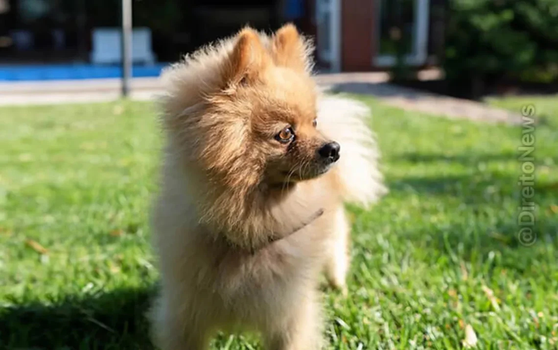 animal, cão, mascote;