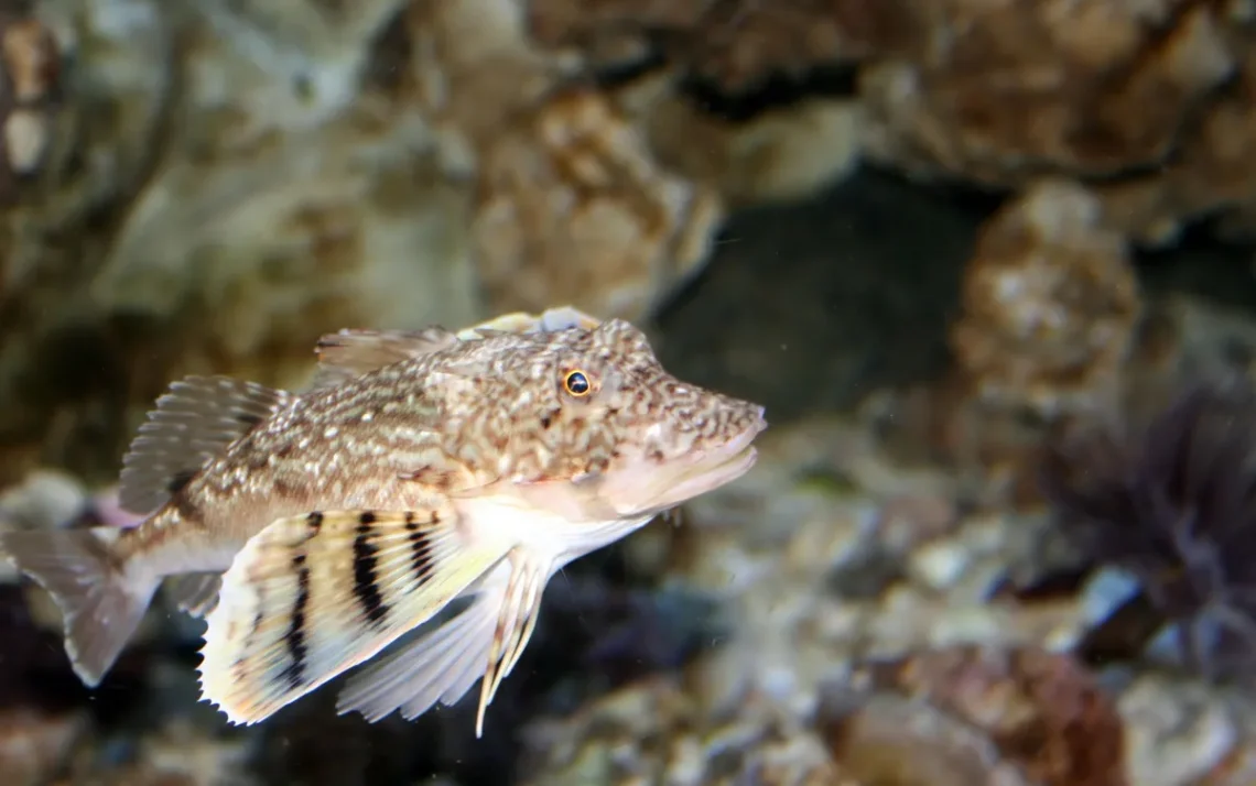 peixinho, tordo-do-mar, Prionotus, carolinus;