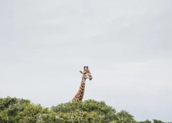 taxas, taxa, retorno, rentabilidade;